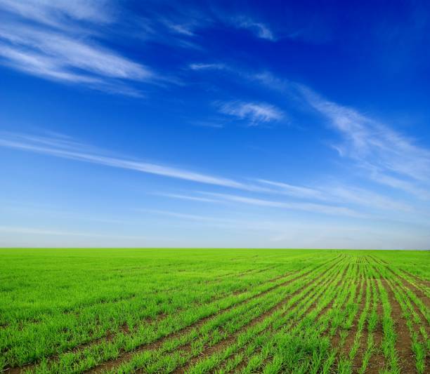 istock green agricultural field 1315973051