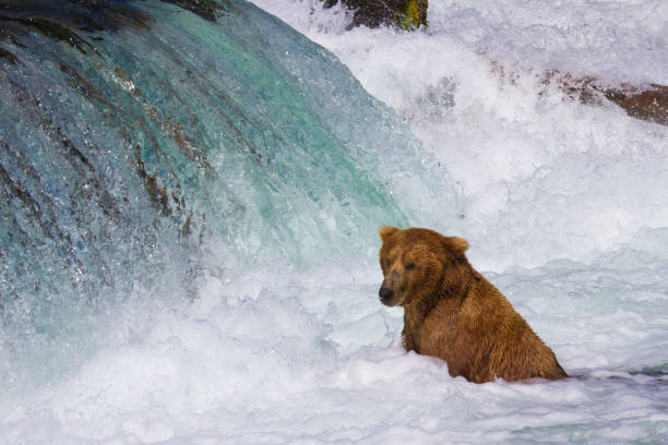istock Brown Bears Catching Salmon at Brookes Falls 1315973181