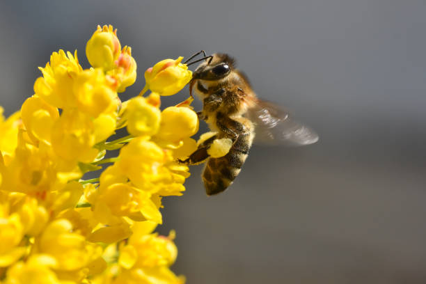 istock Flying honeybee collecting pollen at yellow flower 1315973234