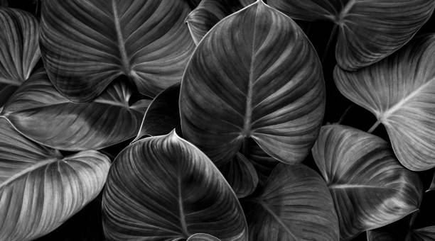 istock Full Frame of monochrome Leaves Texture Background. 1315974155
