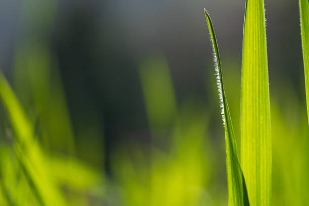 Fresh spring grass