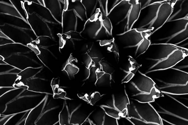 istock Full Frame of monochrome Leaves Texture Background. 1315974263