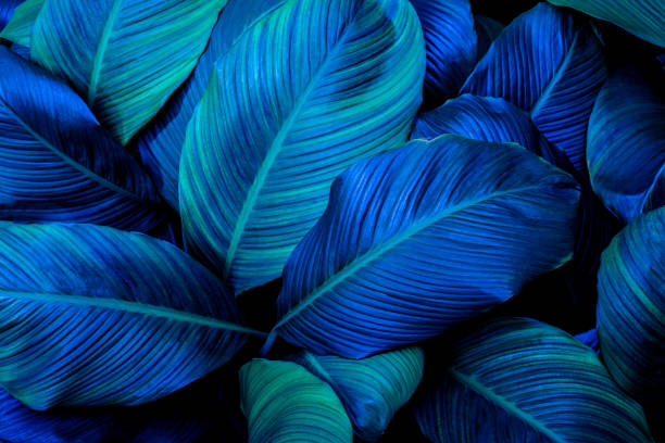 istock Full Frame of Spathiphyllum cannifolium Leaves Texture Background. 1315974295