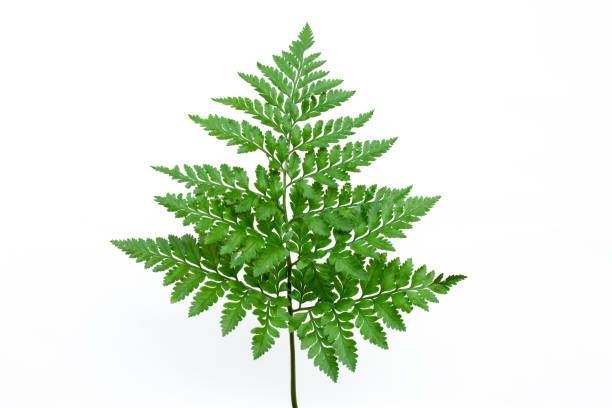 Background blur Fern.