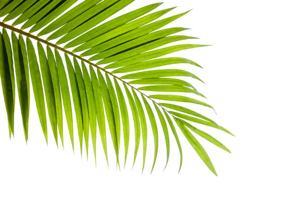 istock leaves of coconut isolated on white background 1315974481