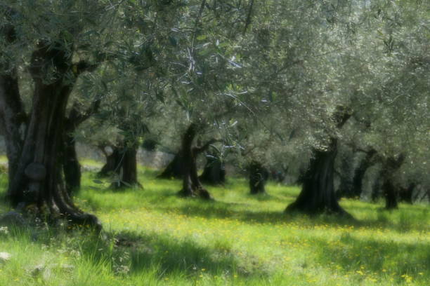 Olive grove.Similar photographs from my portfolio: