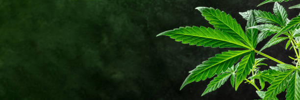 marijuana växt panorama. livfulla gröna cannabisblad - carpel bildbanksfoton och bilder