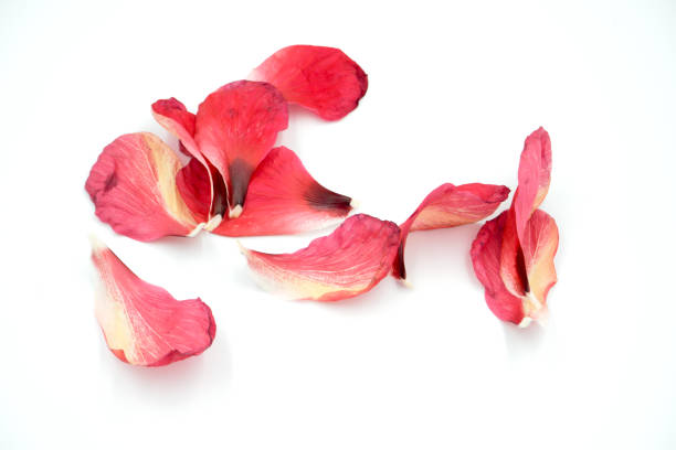 Red Hibiscus flower isolated on white background.