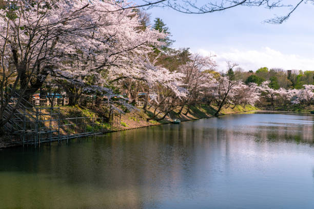 istock Cherry blossoms in full bloom in Hirosaki  Park. 1315980050