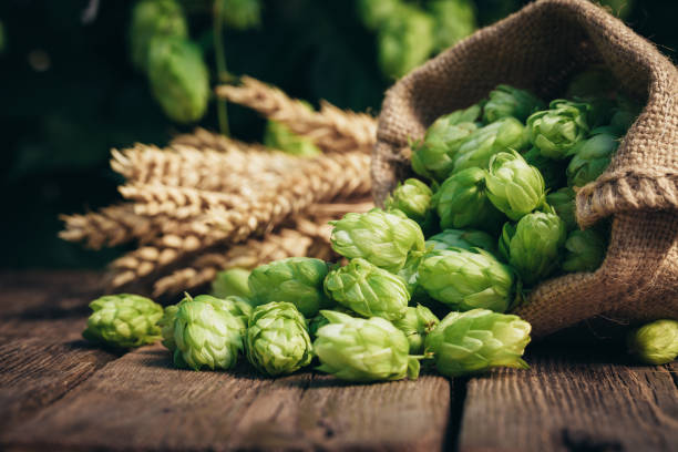 Bierbrauzutaten, Hopfen und Weizenohren auf einem holzgeknackten alten Tisch vor der Hopfenplantage. Bierbrauerei-Konzept. Weizenohren und Hopfenzapfen im Leinensack im Vordergrund. – Foto