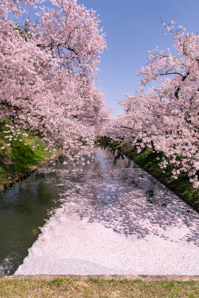 Cherry blossoms in full bloom in Hirosaki  Park. stock photo