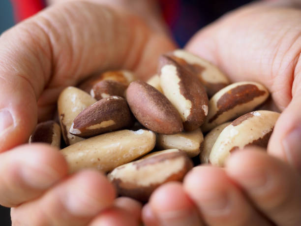 istock Fresh organic nuts brazil nuts, hand 1315984959