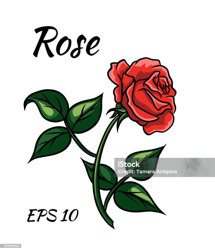 Phong Cách Hoạt Hình Hoa Hồng Đỏ Trên Nền Trắng Hình minh họa Sẵn ...