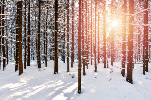 istock Snow-covered tree trunks lit by the rays of the sun in a dense forest. 1315987088