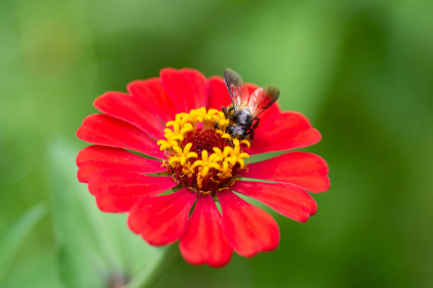 istock Large honey bee feeding on nectar on a red zinnia flower 1315987895