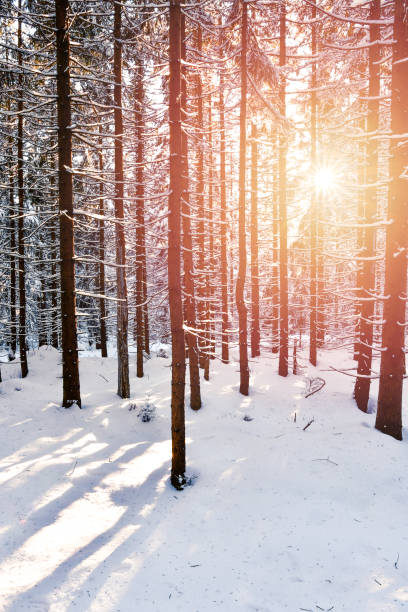 istock Snow-covered tree trunks lit by the rays of the sun in a dense forest. 1315987999