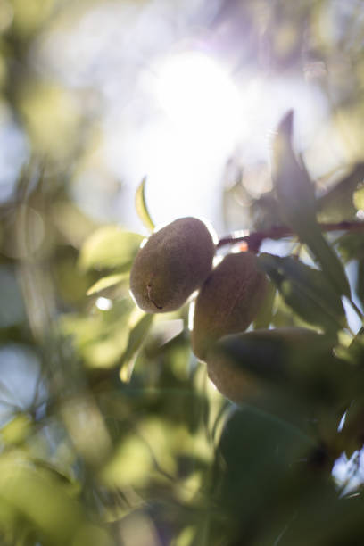 istock Young fresh green almonds growing on a branch of the tree 1315988068