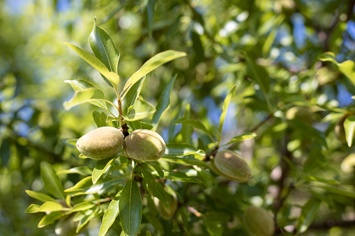 Young fresh green almonds growing on a branch of the tree