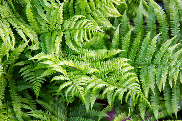 leaves of bracken fern (pteridium aquilinum). - fern bracken growth leaf imagens e fotografias de stock