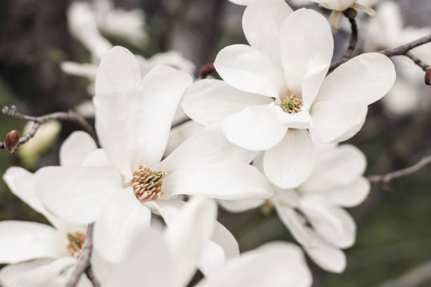 plan rapproché des fleurs blanches de magnolia d’étoile. magnolia stellata floraison au début du printemps dans le jardin, parc.. arbre décoratif japonais. mise au point sélective, fond flou. concept de nature. - magnolia tree blossom spring photos et images de collection