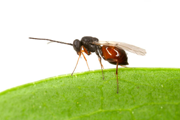 Iraella luteipes Gall wasp (Hymenoptera: Cynipidae). It is pest of Papaver somniferum commonly known as the opium poppy Iraella luteipes Gall wasp (Hymenoptera: Cynipidae). It is pest of Papaver somniferum commonly known as the opium poppy or breadseed poppy. red wasp stock pictures, royalty-free photos & images