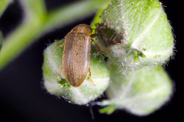 Raspberry beetle (Byturus tomentosus). It is a beetles from fruitworm family Byturidae a major pest affecting raspberry, blackberry and loganberry plants. The larvae of this species develop in raspberry fruit.