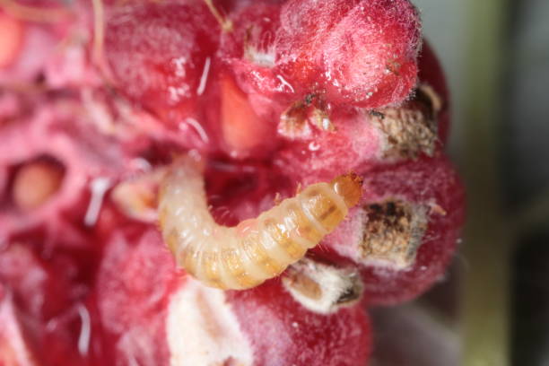 istock Larva of raspberry beetle (Byturus tomentosus) in raspberry fruit. It is a beetles from fruitworm family Byturidae a major pest affecting raspberry, blackberry and loganberry plants. The larvae of this species develop in raspberry fruit 1315992626