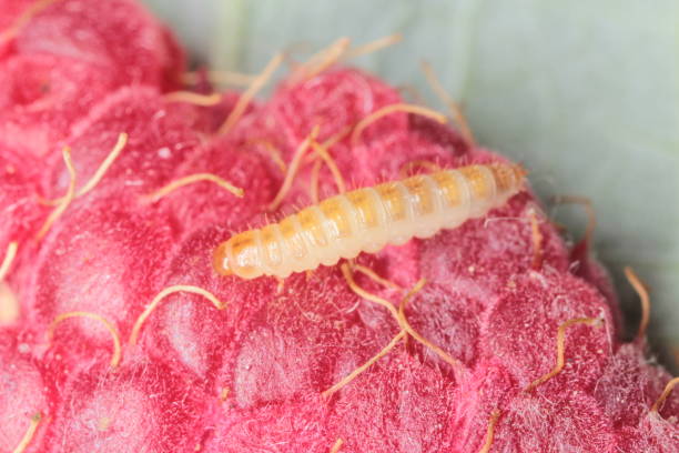 Larva of raspberry beetle (Byturus tomentosus) in raspberry fruit. It is a beetles from fruitworm family Byturidae a major pest affecting raspberry, blackberry and loganberry plants. The larvae of this species develop in raspberry fruit