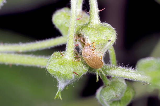 istock Raspberry beetle (Byturus tomentosus). It is a beetles from fruitworm family Byturidae a major pest affecting raspberry, blackberry and loganberry plants. The larvae of this species develop in raspberry fruit. 1315992629