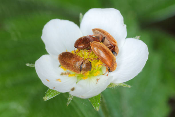 istock Raspberry beetle (Byturus tomentosus). It is a beetles from fruitworm family Byturidae a major pest affecting raspberry, blackberry and loganberry plants. The larvae of this species develop in raspberry fruit. 1315992641