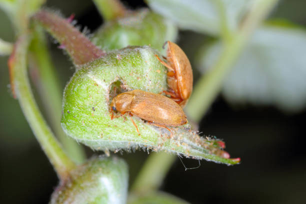 Raspberry beetle (Byturus tomentosus). It is a beetles from fruitworm family Byturidae a major pest affecting raspberry, blackberry and loganberry plants. The larvae of this species develop in raspberry fruit.