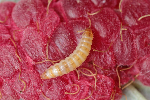 istock Larva of raspberry beetle (Byturus tomentosus) in raspberry fruit. It is a beetles from fruitworm family Byturidae a major pest affecting raspberry, blackberry and loganberry plants. The larvae of this species develop in raspberry fruit 1315992665