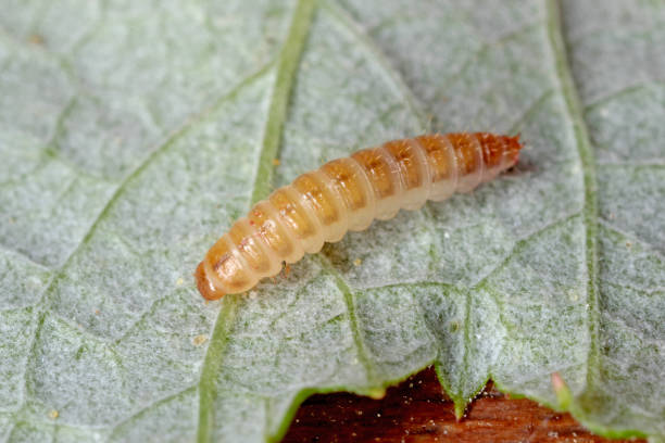 istock Larva of raspberry beetle (Byturus tomentosus) in raspberry fruit. It is a beetles from fruitworm family Byturidae a major pest affecting raspberry, blackberry and loganberry plants. The larvae of this species develop in raspberry fruit 1315992669