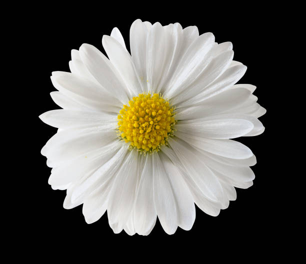 istock Isolated beautiful daisy flower on black background 1315992678