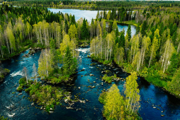 vista aérea del río rápido en hermoso bosque de primavera verde en finlandia. - pine wood forest river fotografías e imágenes de stock