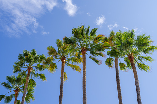 Palm trees against blue sky