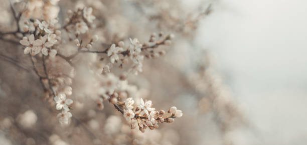 istock Spring border or background art with beautiful cherry flowers in sun blurred and light rays 1315996286