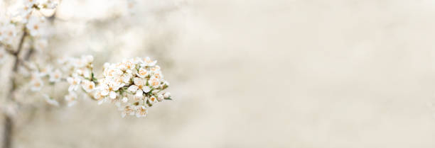 istock Beautiful spring nature scene with white blooming tree in sunlight. Soft selective focus. Abstract blurred background with copy space web banner. 1315996317