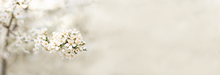 Beautiful spring nature scene with white blooming tree in sunlight. Abstract blurred background with copy space web banner. Soft selective focus