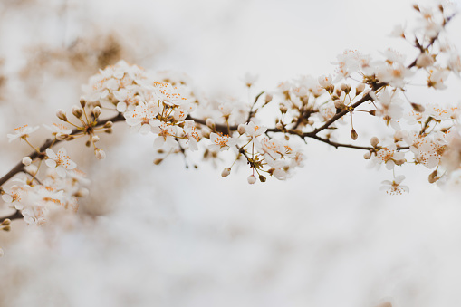 Closeup of blooming cherry tree in spring on pastel bokeh background. Beautiful border banner. Abstract blurred background with copy space web banner