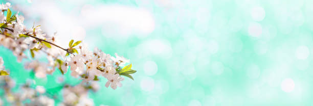 istock Long horizontal banner with blooming cherry, apricot tree flowers and soft airy light background. Shallow depth of field 1315996364