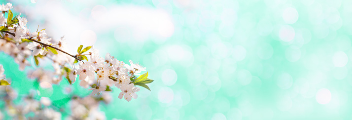 Long horizontal banner with blooming cherry, apricot tree flowers on green soft background. Shallow depth of field