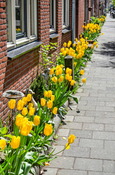 ogród fasadowy z tulipanami - brick yellow road footpath zdjęcia i obrazy z banku zdjęć