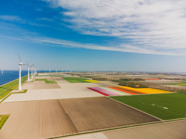 istock Tulips growing in agricutlural fields with wind turbines in the background during springtime seen from above 1315997334