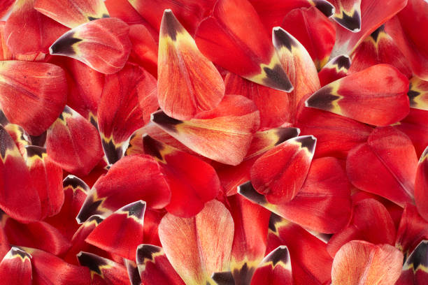 Red tulip petals with dew drops texture background