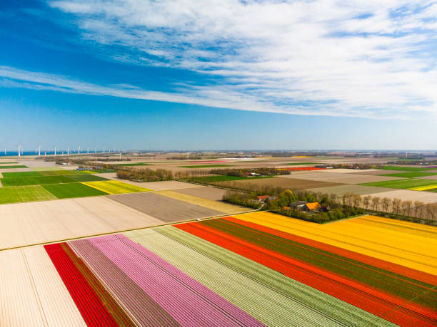 Tulips growing in agricutlural fields with wind turbines in the background during springtime seen from above Tulips growing in agricultural fields with rows of wind turbines in the background in Flevoland, The Netherlands, during springtime seen from above. Flowers are one of the main export products in the Netherlands and especially tulips and tulip bulbs. flevoland photos stock pictures, royalty-free photos & images