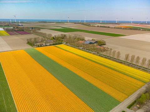 Tulips growing in agricultural fields with rows of wind turbines in the background in Flevoland, The Netherlands, during springtime seen from above. Flowers are one of the main export products in the Netherlands and especially tulips and tulip bulbs.