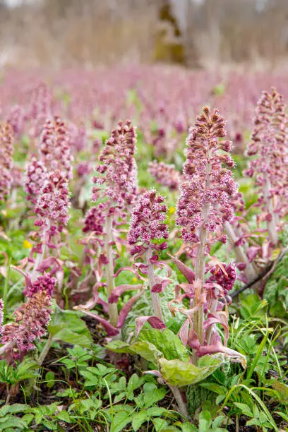 Herbal medicinal plant Petasites hybridus, the butterbur growing in wild nature in spring. Field of beautiful pink blossoms.