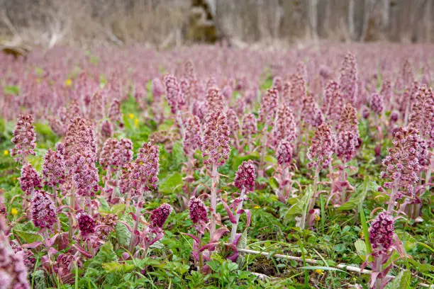 Herbal medicinal plant Petasites hybridus, the butterbur growing in wild nature in spring. Field of beautiful pink blossoms.