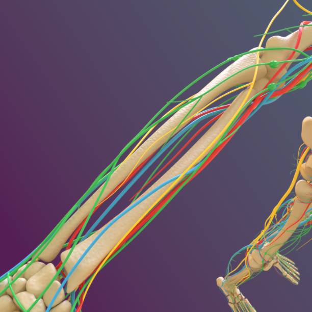 istock Human skeleton anatomy Femur Bone 3D Rendering 1316000821
